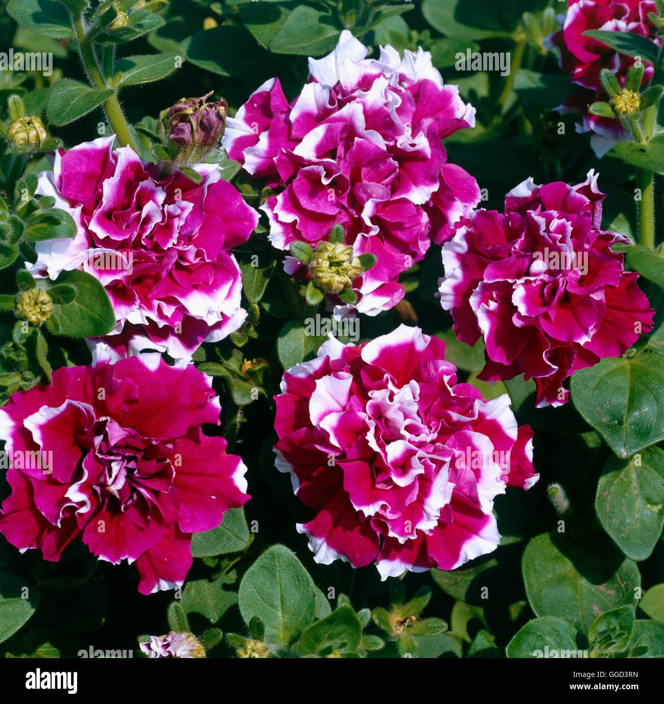 Petunia multiflora - F1 `Double Cherry Tart'   ANN071284 Stock Photo